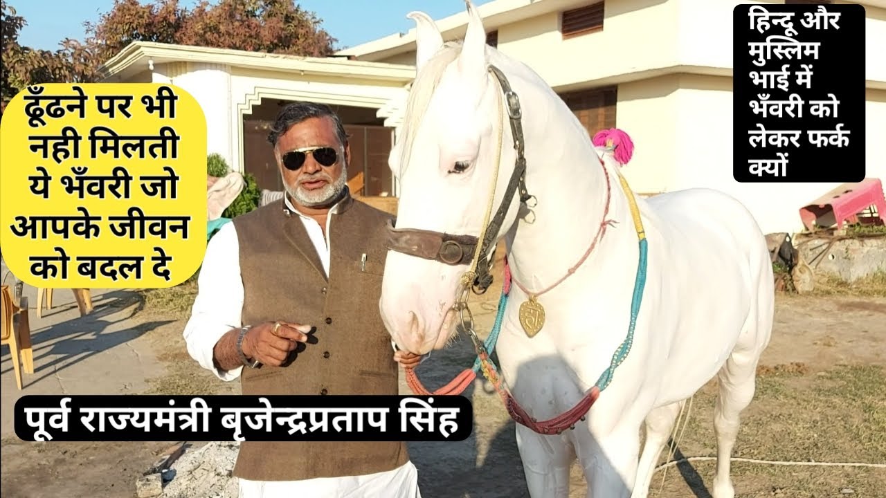 HORSE BHAVARI भवरी का कितना महत्व होना चाहिये घोङो मे वीडियो मे बहुत सी जानकारी है MUST WATCH