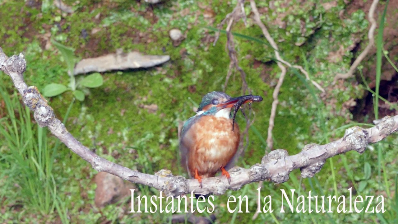 Martín pescador aprtando al nido un tritón ibérico