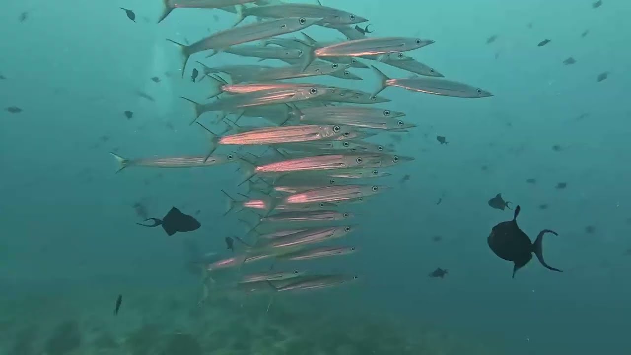 Palau Diving 2024
