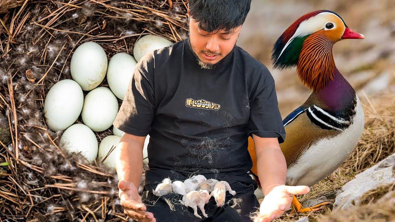 ডিম দিচ্ছে সবচেয়ে সুন্দর হাঁস ম্যান্ডারিন