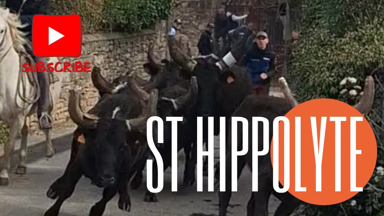 Bandido ➡️ saint-Hippolyte de Caton 🇫🇷 08/03/2025 Manade Du Gardon 😁 #aficionados