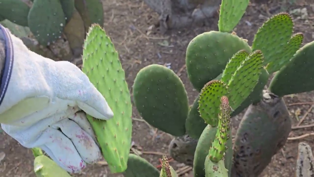 Acompáñenme a ver como trabajamos el nopal 
