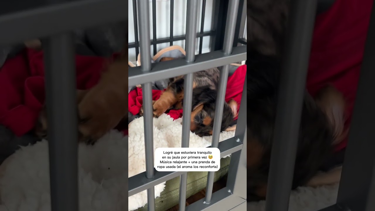 As&iacute; logr&eacute; que duerma en su jaula! #perrospeque&ntilde;os
