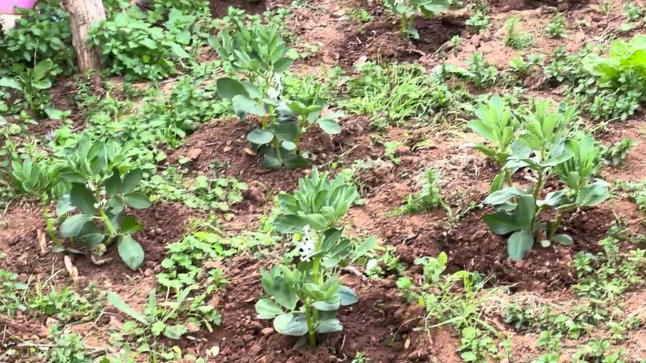 واخيرا خرجت من الكوزينة والدار الى الطبيعة الجميلة 🇲🇦حياة الريف 