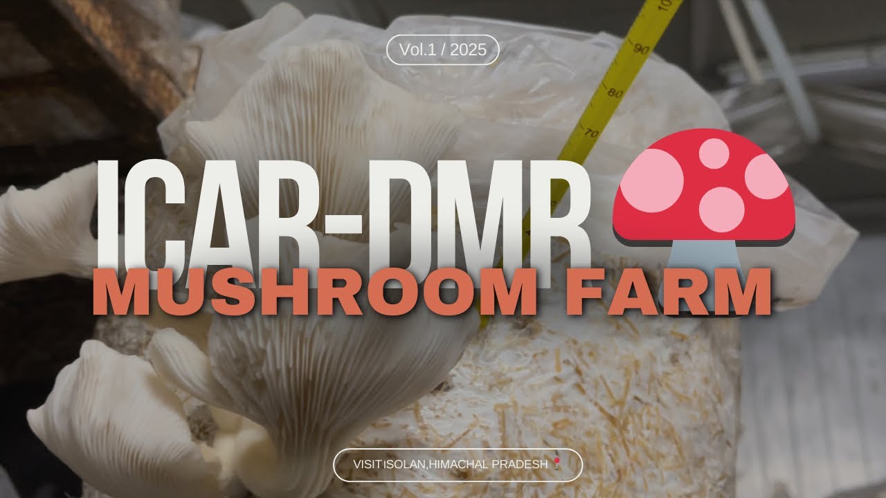 ICAR-DMR 🍄 mushroom farm visit।Solan,Himachal pradesh 📍।01