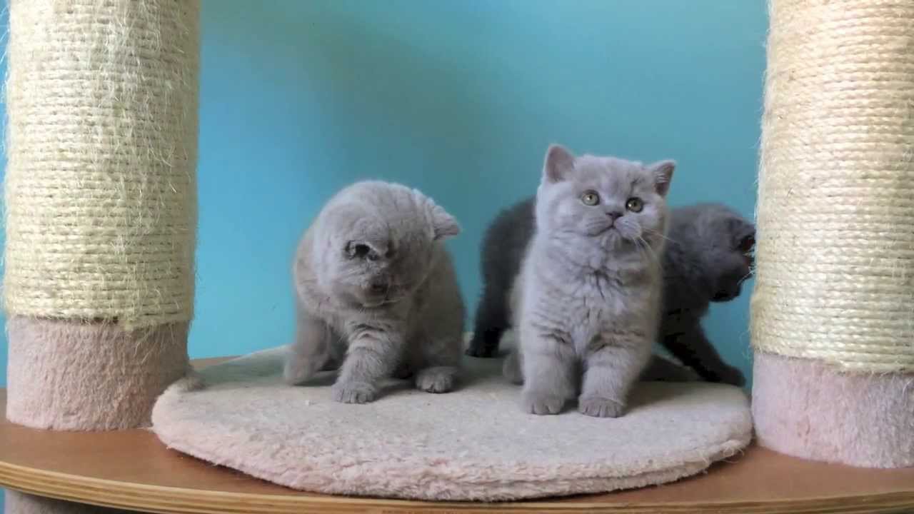 British Shorthair Legio VII - Camada G, 7 semanas