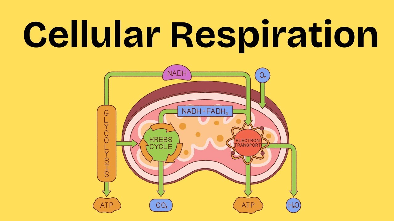 What is Cellular Respiration?