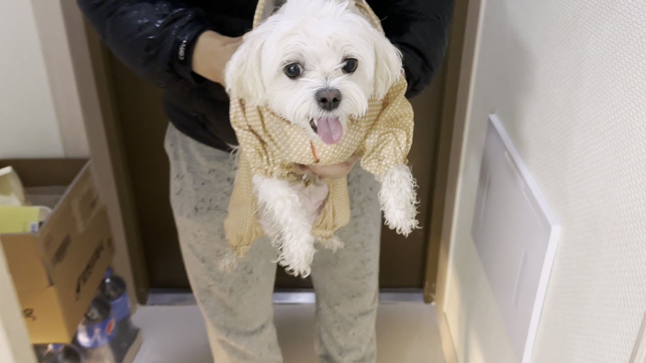 비 오면 폭주하는 강아지 때문에 미치겠어요 ㅋㅋㅋ