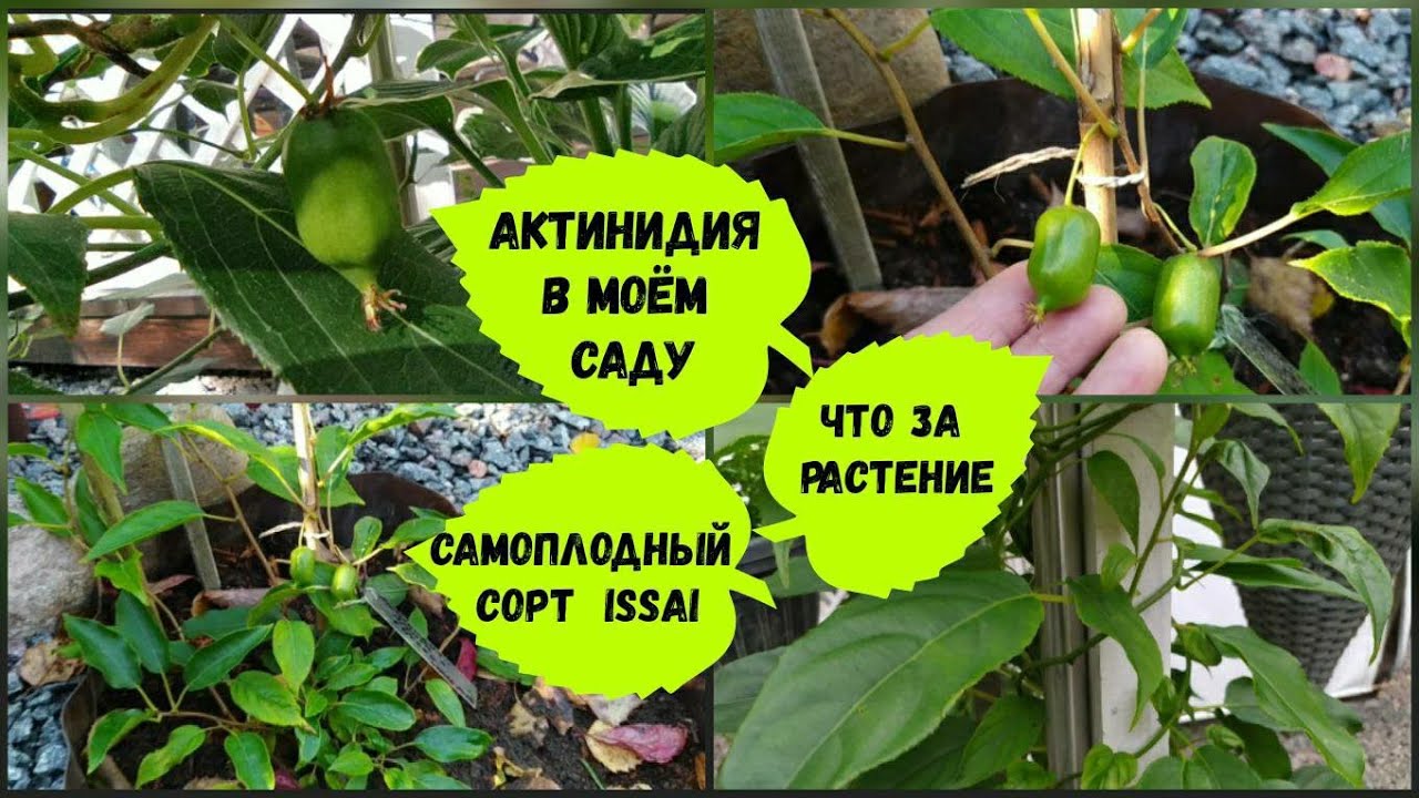 Актинидия в моём саду. Аргута и коломикта.Самоплодный сорт Issai.