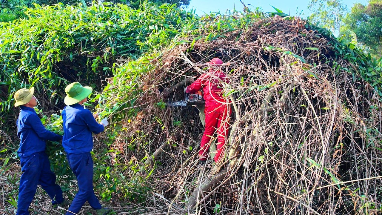 SHOCKING Discovery — A DEADLY COBRA Was Hiding Under the Tree in This 30-Year ABANDONED Pond