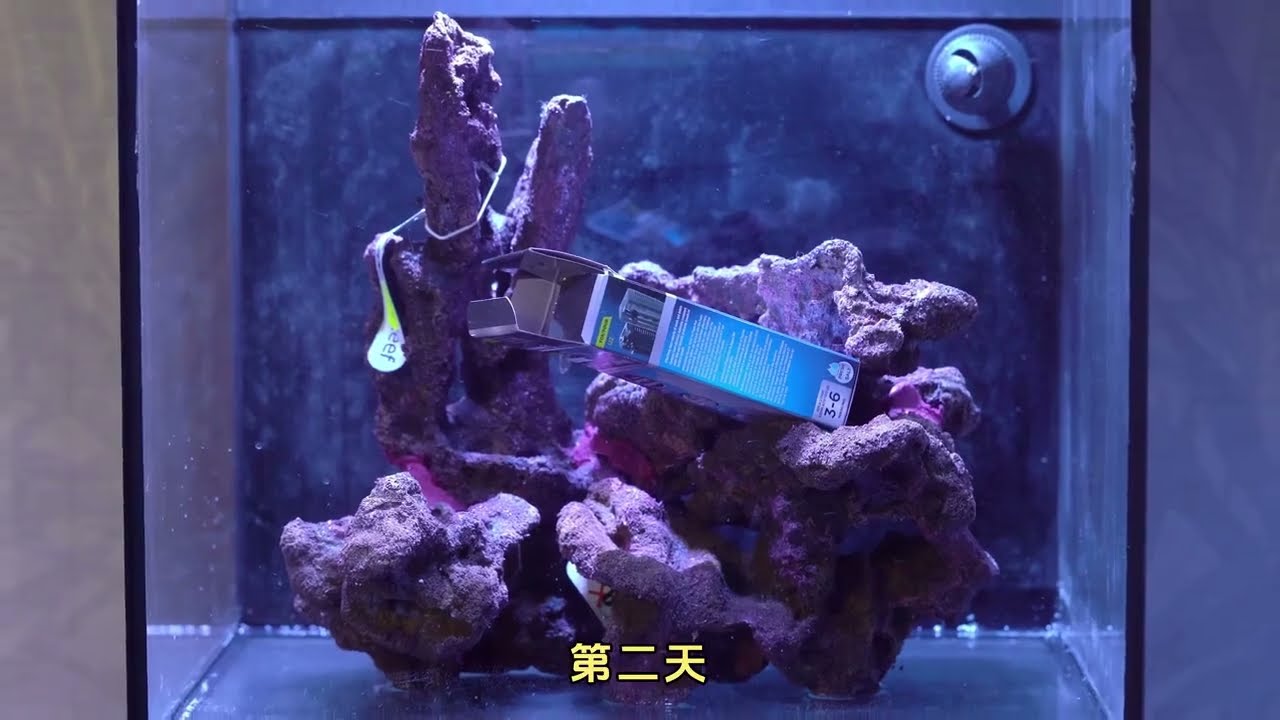 手搓海洋生态缸#生态缸#奇趣自然#瓜子二手车