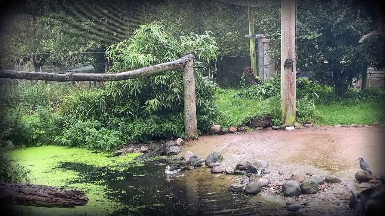 WWT Martin Mere Wetland Centre | Lancashire, September 2024