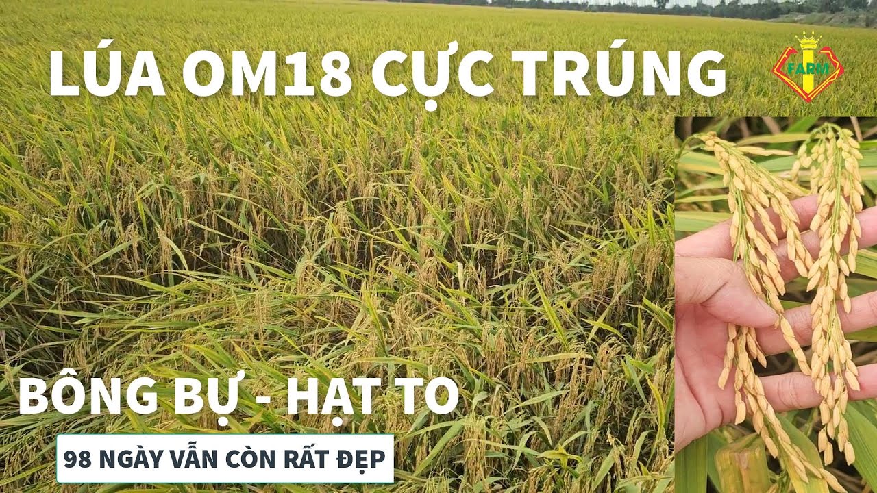 L&Uacute;A OM18 98 NG&Agrave;Y - B&Ocirc;NG TO, HẠT TO - B&Ocirc;NG Đ&Ugrave;M NĂNG SUẤT CAO