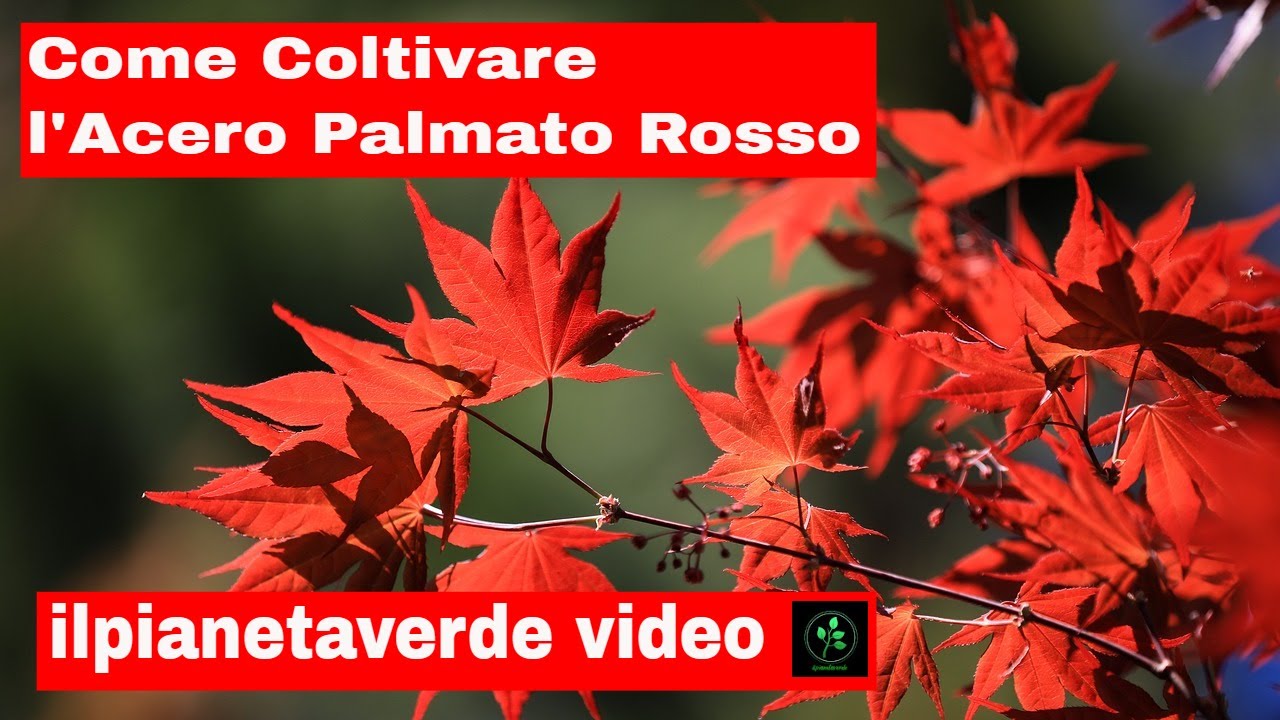 Come coltivare l'Acero Palmato Rosso