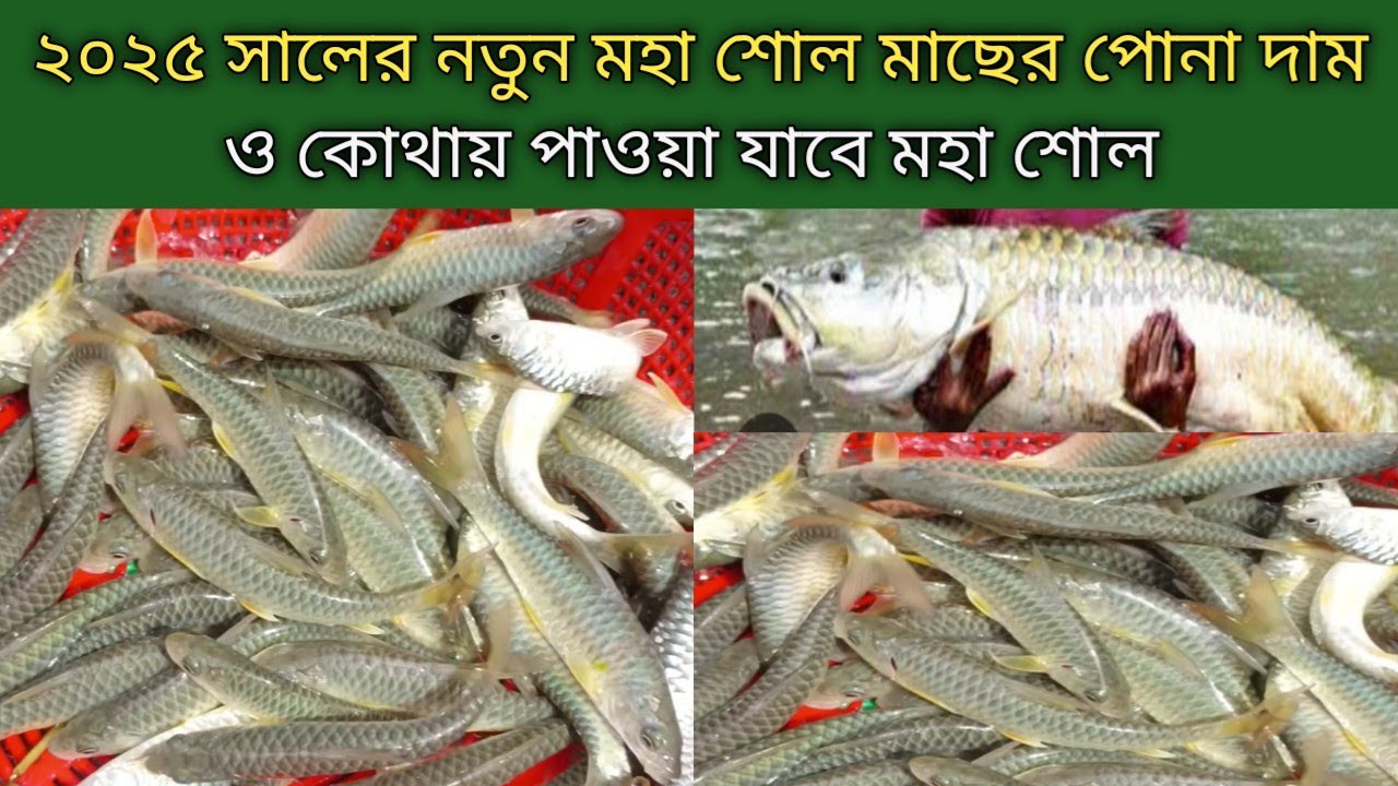 ২০২৫ সালের নতুন মহা শোল মাছের পোনা দাম ও কোথায় পাওয়া যাবে। 01811386807 Moha Soyel Mahs