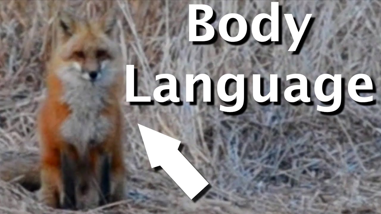 Fox Behavior Basics: Movement, Hunting, Sensory Awareness