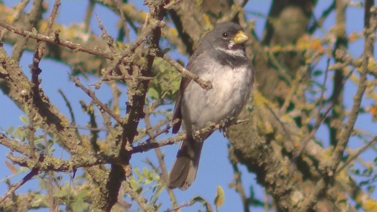 Cantos Corbatita común Sporophila caerulescens 2018