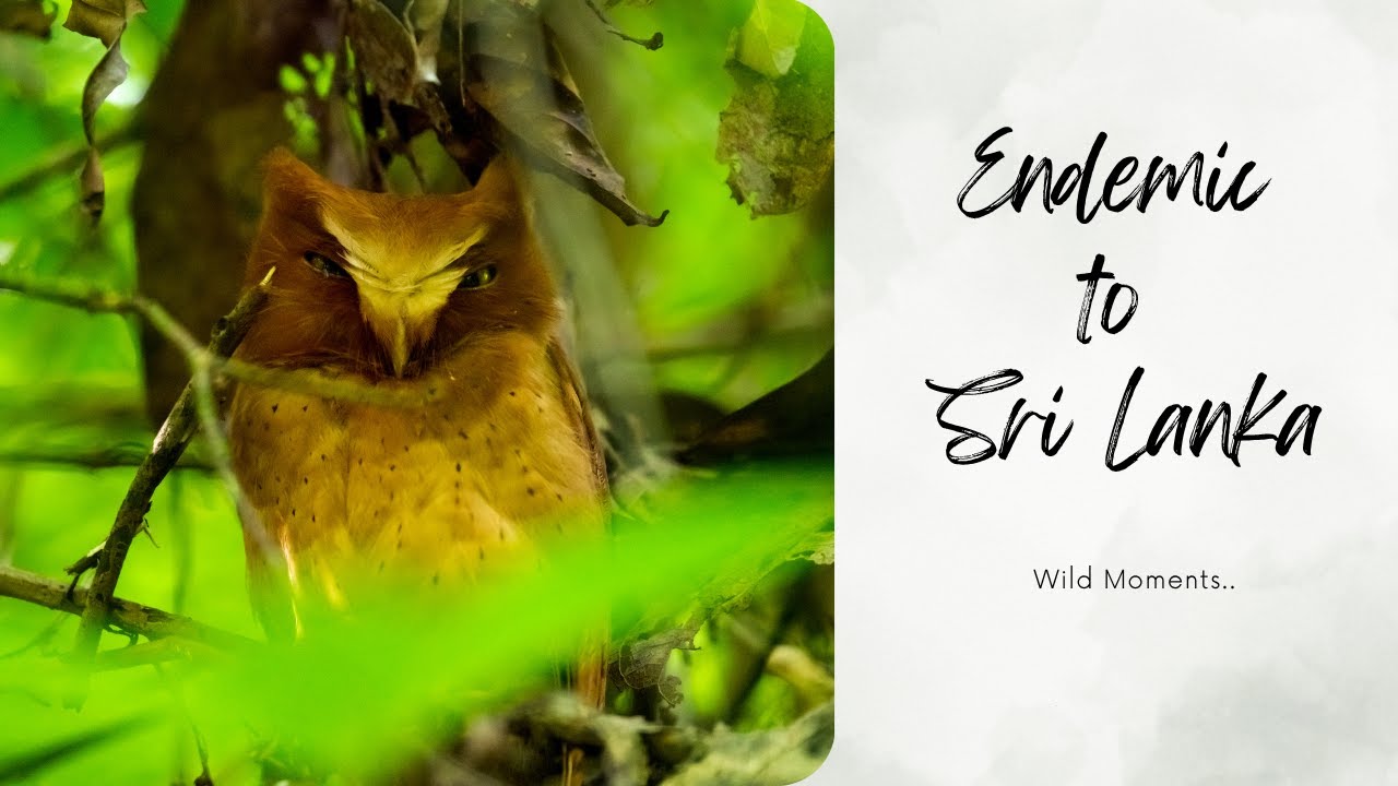 Endemic Wonders of Sinharaja | Sri Lanka’s Biodiversity Hotspot 
