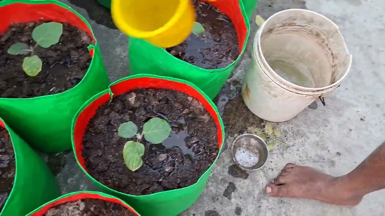 Home made liquid tea for plant and regular watering