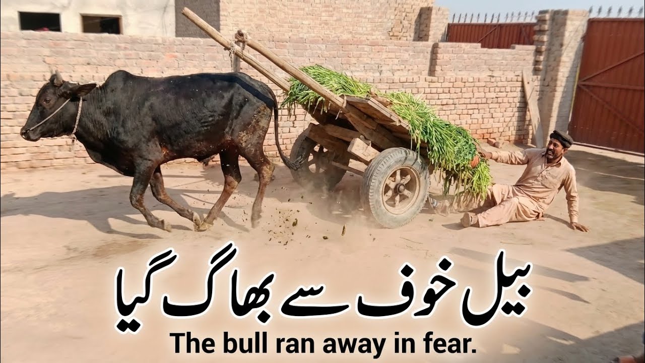 بیل گاڑی پر پٹھا لے کر آیا دیہاتی شخص | سادہ زندگی، خوش گپیاں اور دیسی کلچر@Culture16g