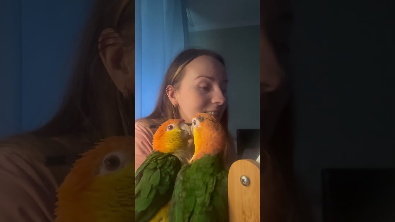 Zero prywatności z nimi 🦜🦜🙈 #caiques #zwierzaki#parrot #śmieszne #funnyanimals