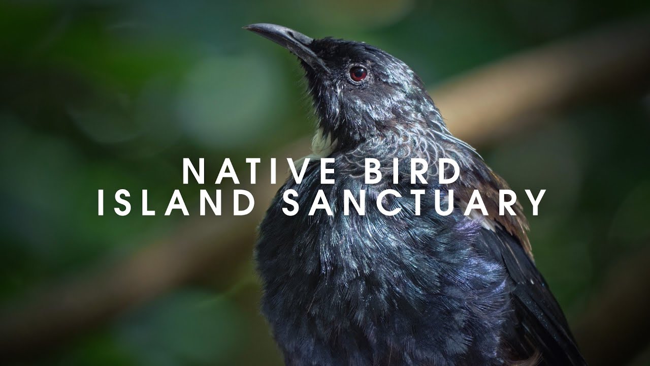 TIRITIRI MATANGI ISLAND 2020 - NZ Bird Sanctuary