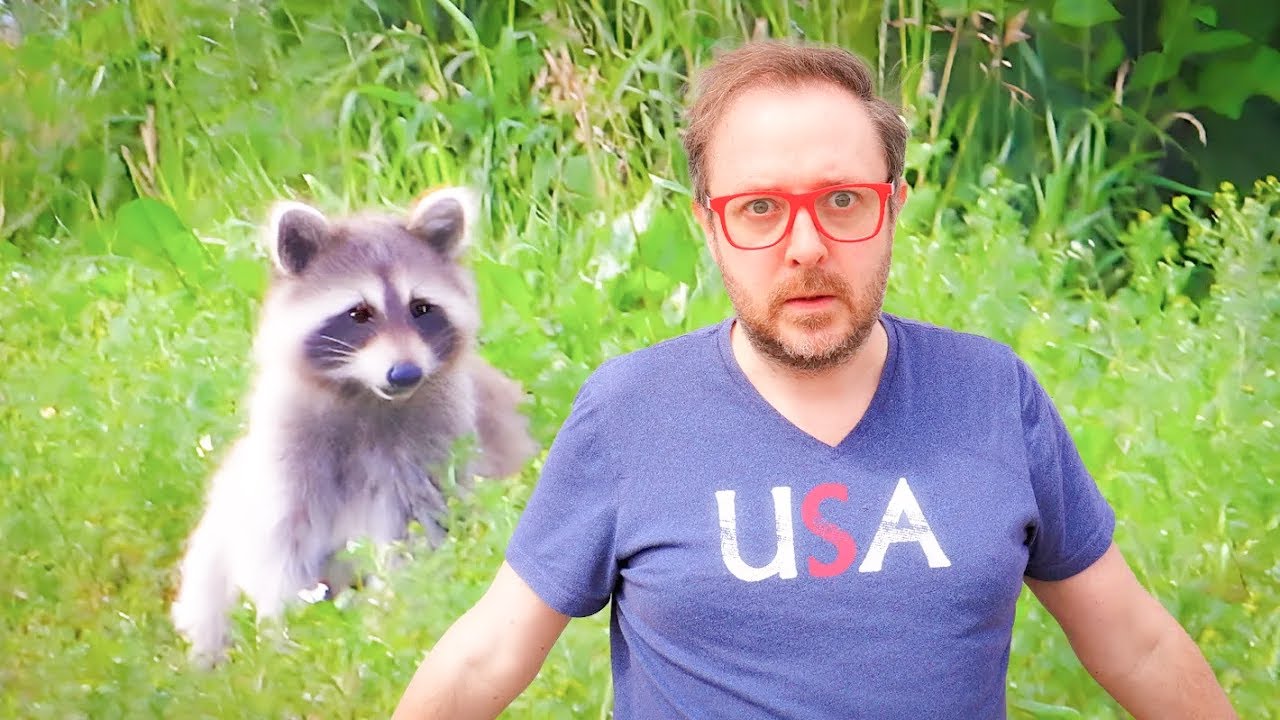 Let's Talk About American Raccoons