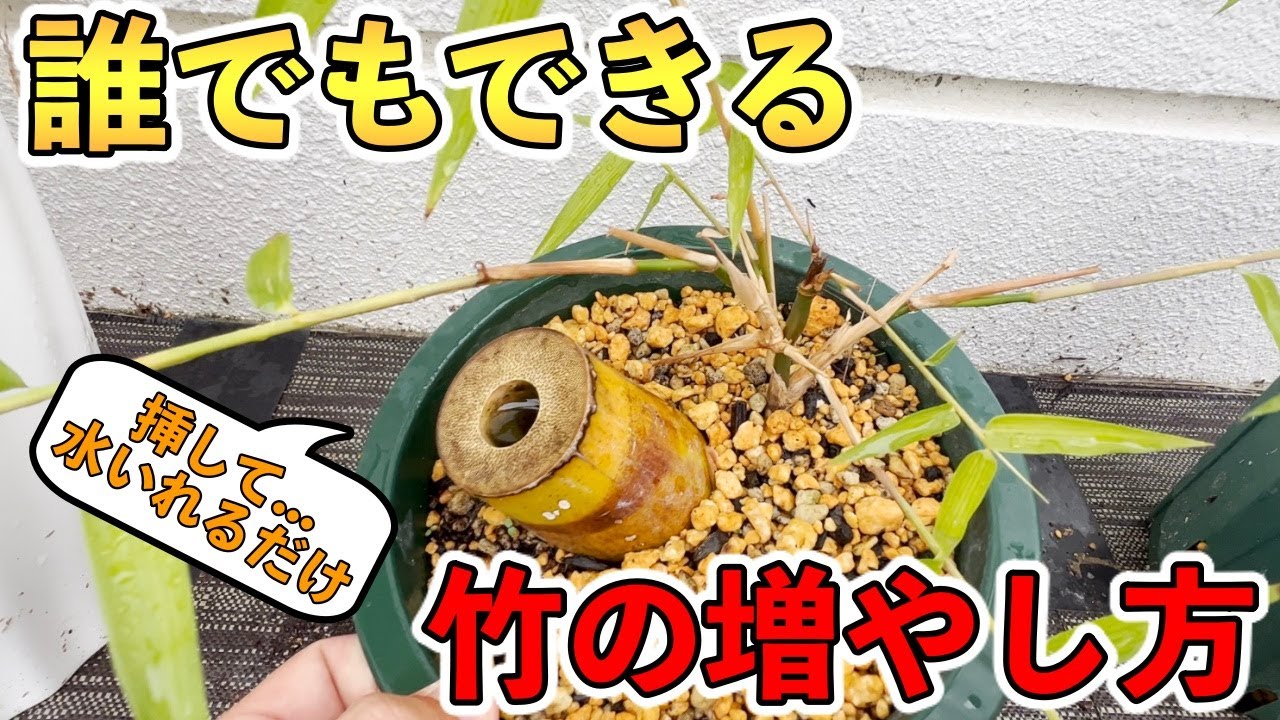 【誰でもできる】挿し木で簡単！竹の増やし方！