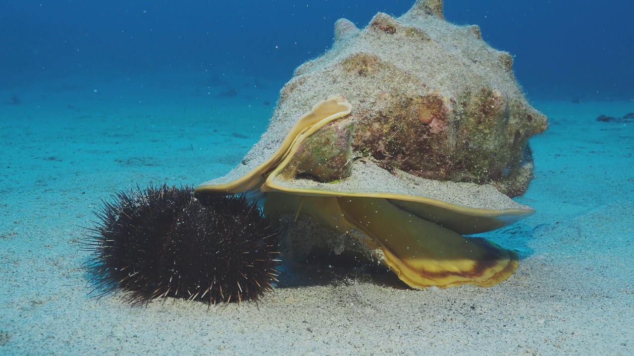 HELMET CONCH EATING COLLECTOR URCHIN