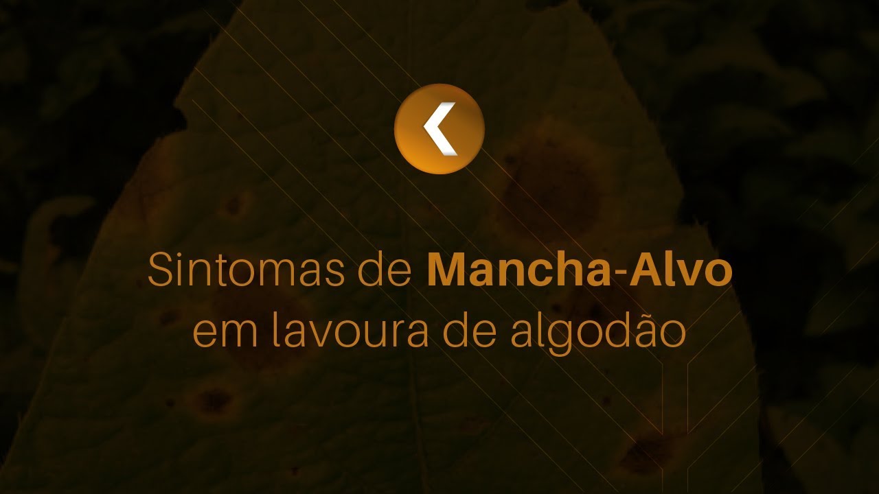 Sintomas da mancha-alvo em lavoura de algod&atilde;o | Minuto K