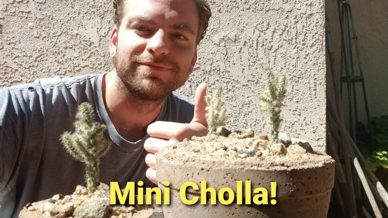 Mini Cholla - July 2022