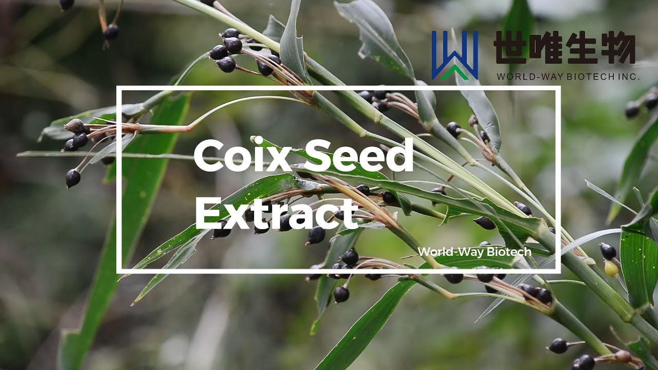 Coix Seed Extract