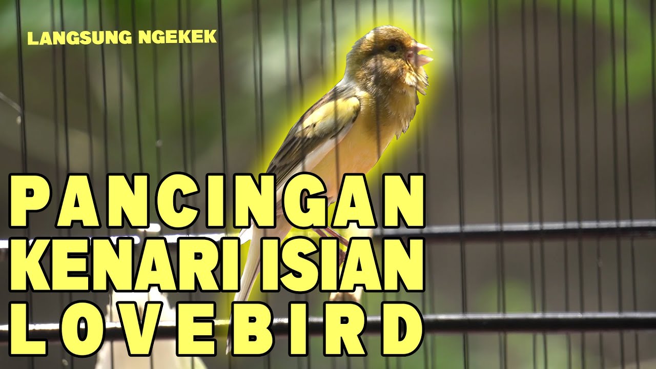 MASTERAN KENARI ISIAN LOVEBIRD