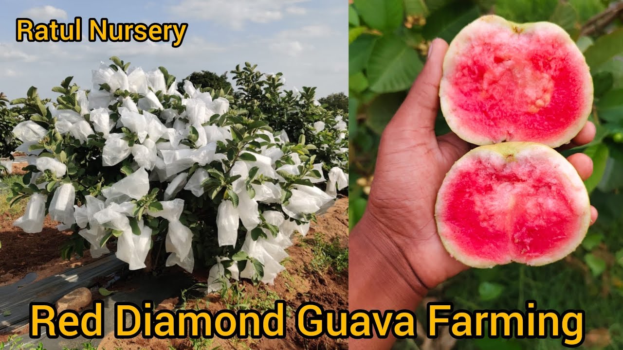 Red Diamond Guava Farming,, Contact number.7432861939