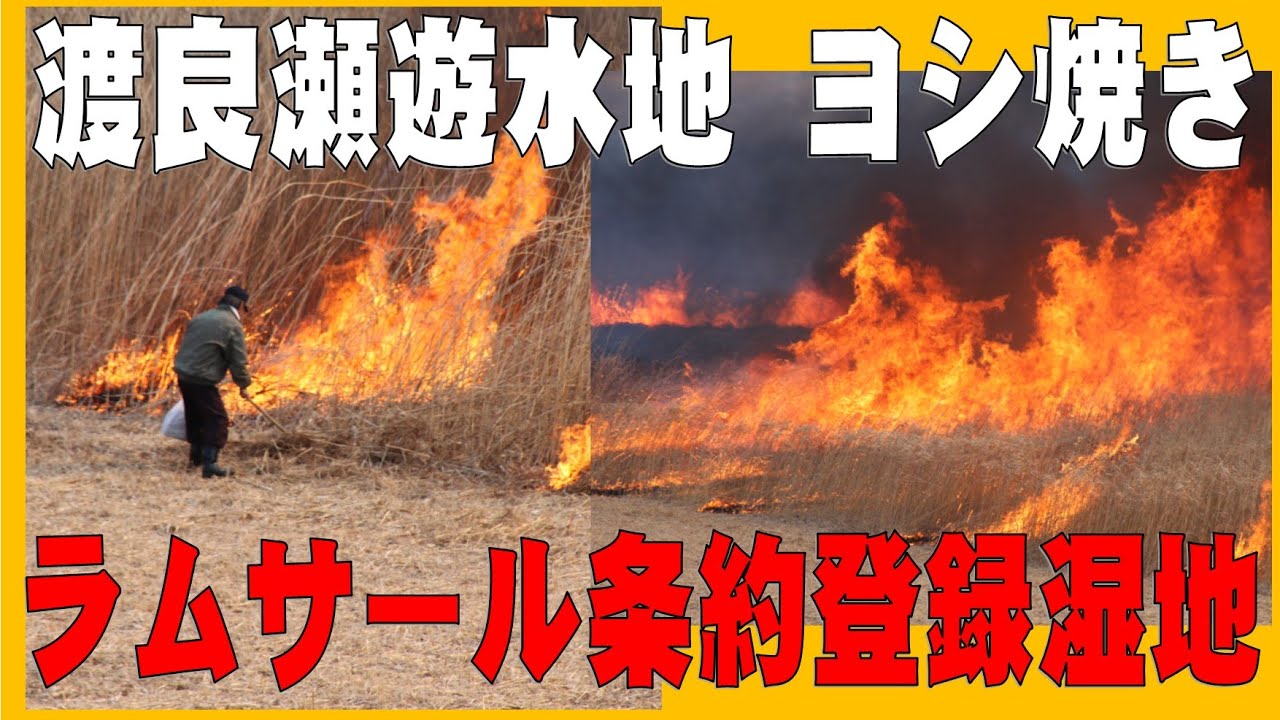 春の風物詩　渡良瀬遊水地 ヨシ焼き！　ラムサール条約登録湿地