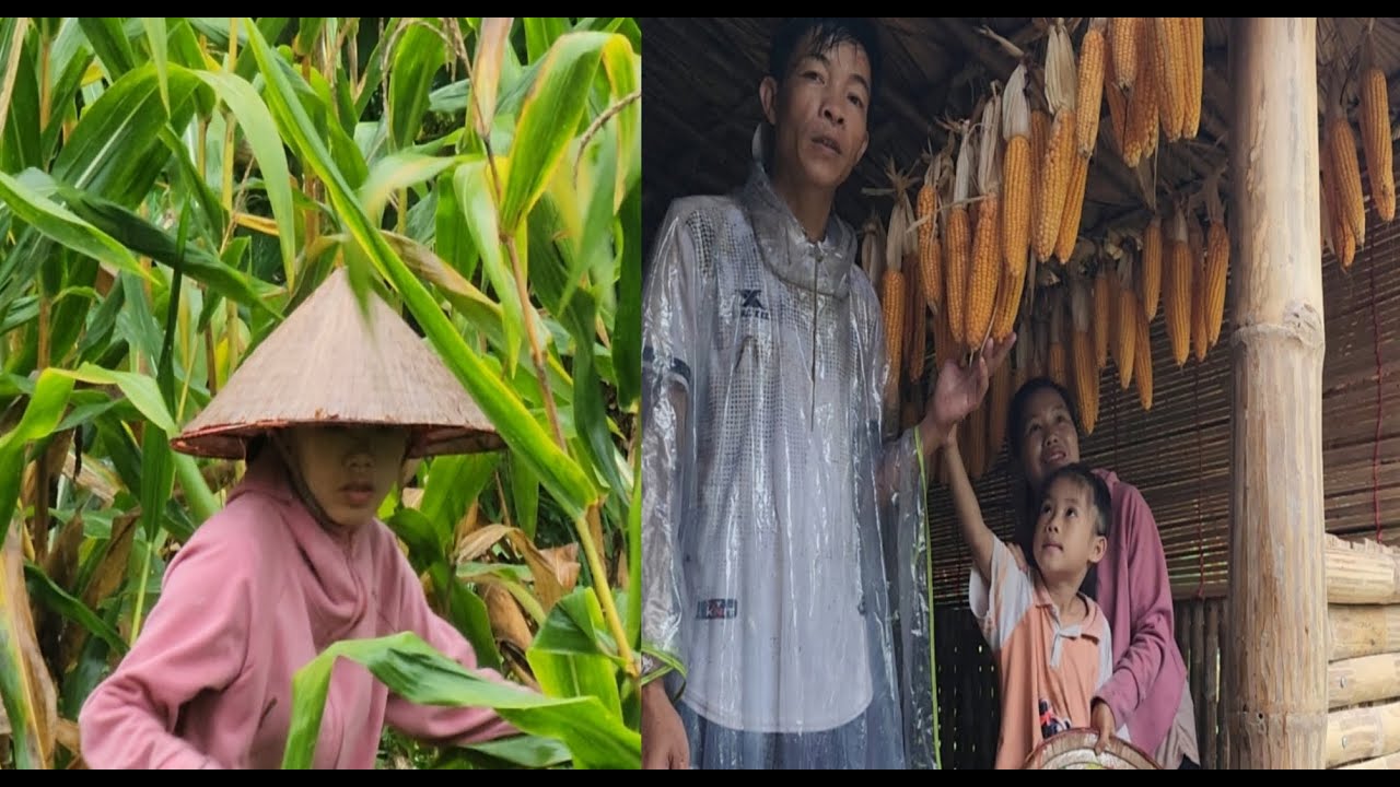 The Ly and Nam family harvested corn quickly and in time when the flood came to their house again.