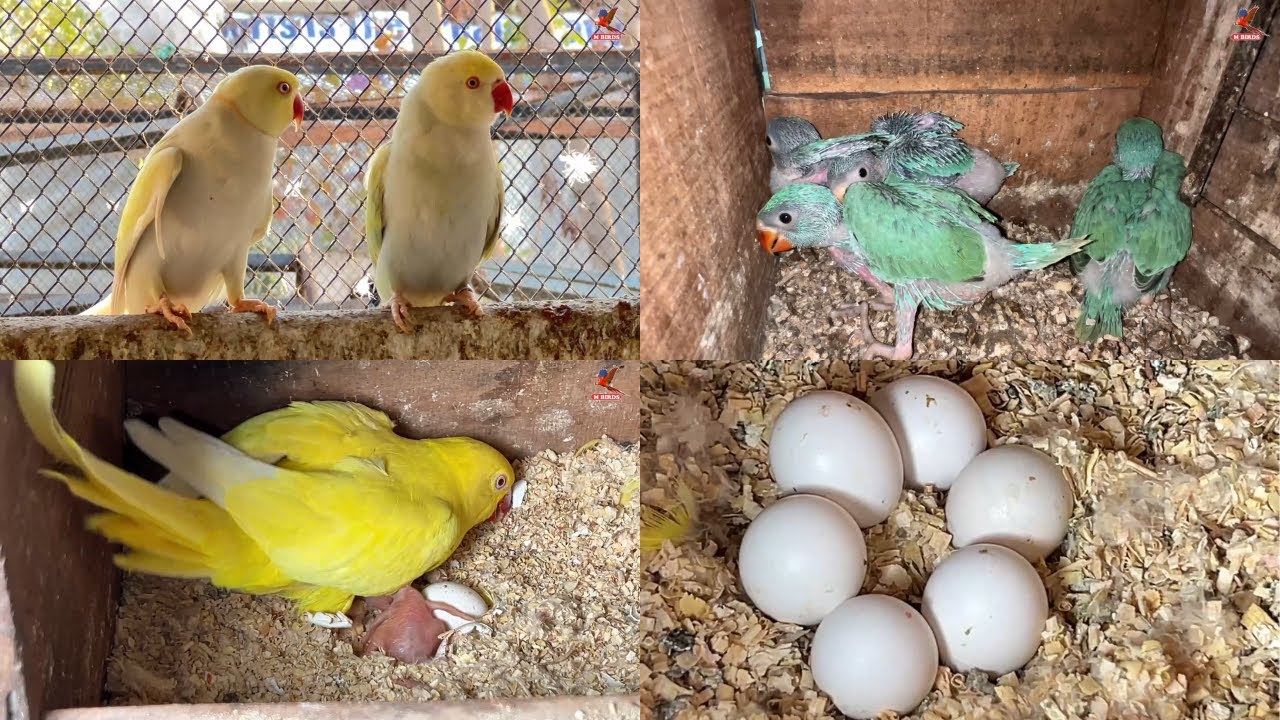 Ringneck Parrots Breeding Setup | Yellow Ringneck Pair Breed | M Bird