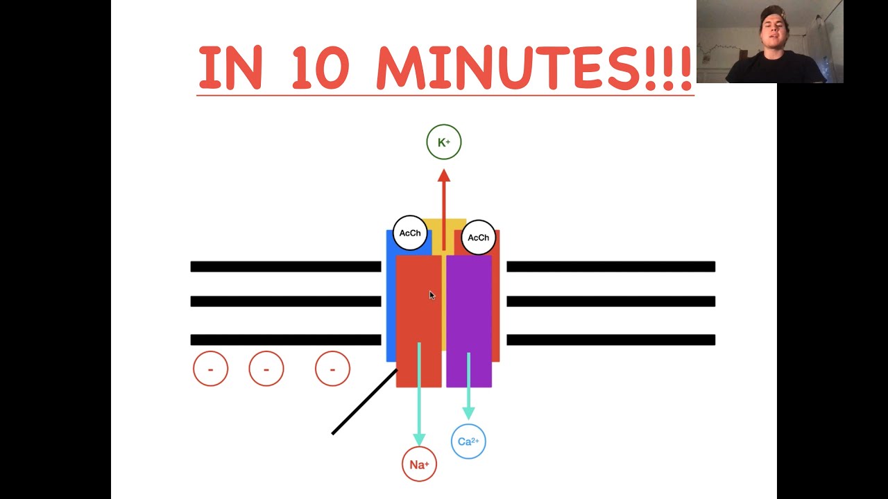 Acetyl Choline and the Nicotinic Receptor