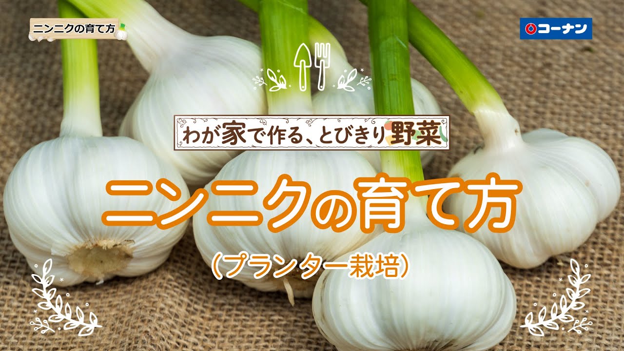 ニンニクの育て方【プランター栽培】コーナン