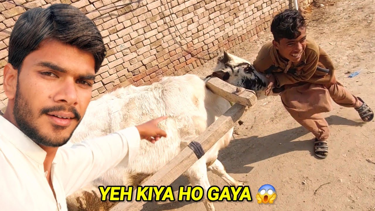Bull Be - Qabo Ho Gaya 😱 Full Action Scene