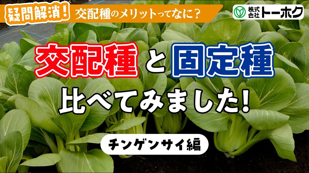 疑問解消！交配種のメリットってなに？チンゲンサイ編