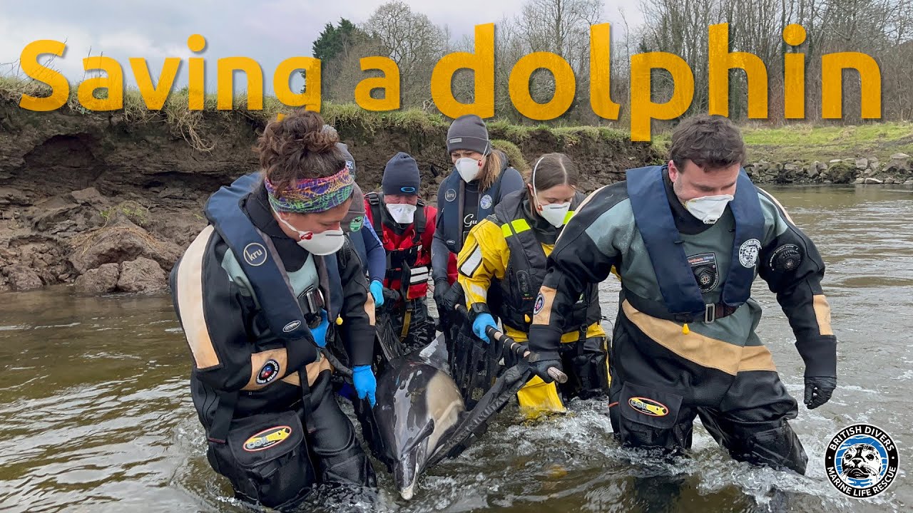 Lostwithiel dolphin Rescue 2025