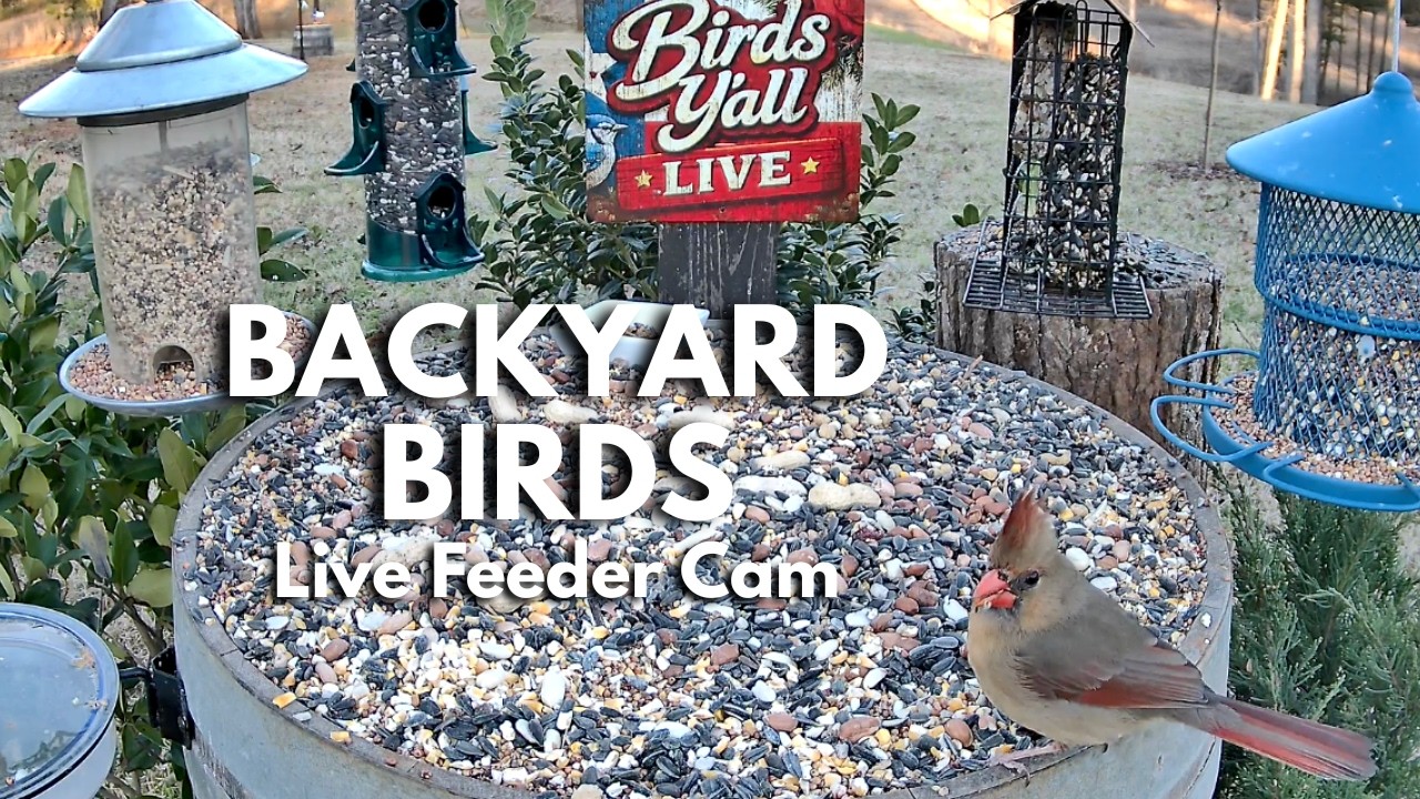 LIVE Bird Feeder Cam 🐦 Relaxing Backyard Birds & Real Nature Sounds | East Texas Wildlife | Mar 6