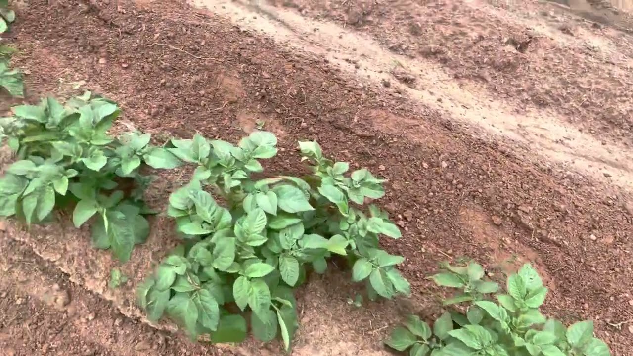 The vegetable garden is coming alive @twincedarsranch1658