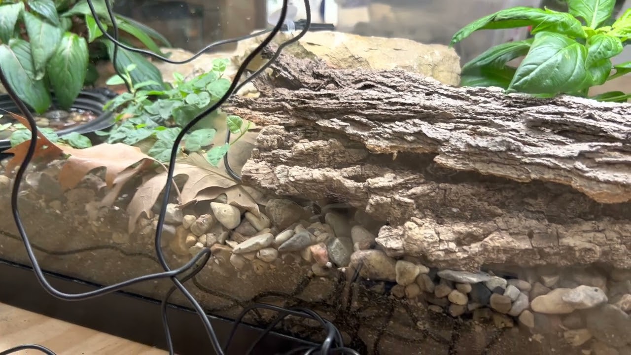 Understand Humidity - why you dont need misting systems