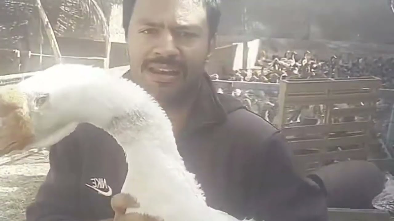 انواع الاوز  الروسي ومميزاته واسعاره