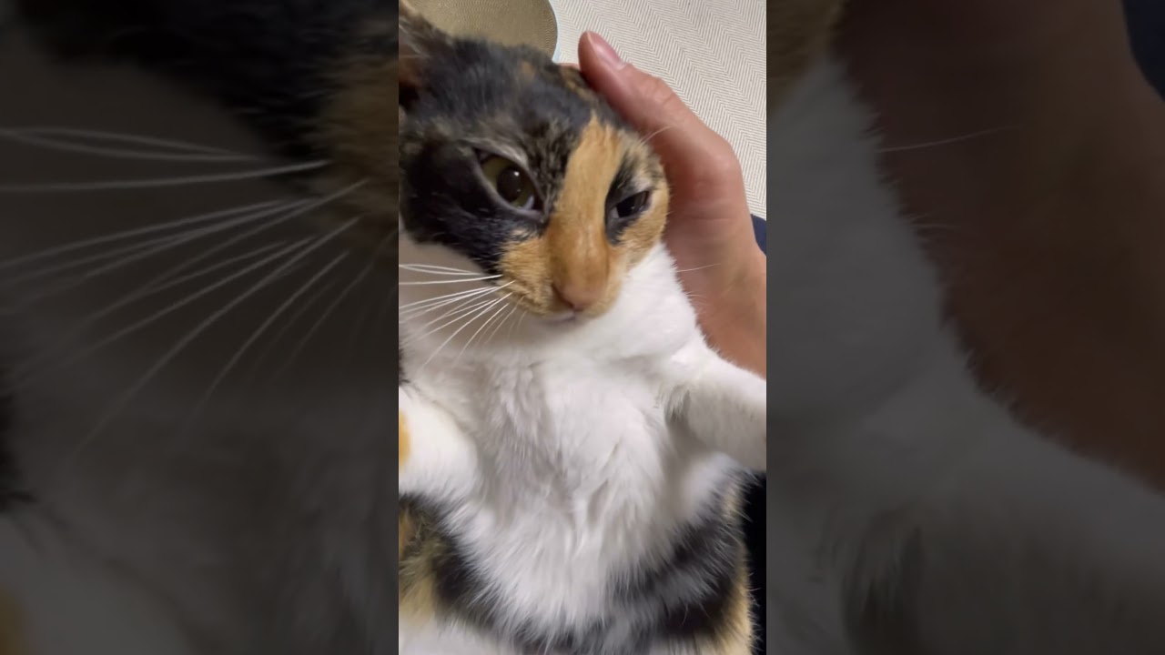 쩨리와 집사🤣 비몽사몽 일때 얼른 찍어야지 