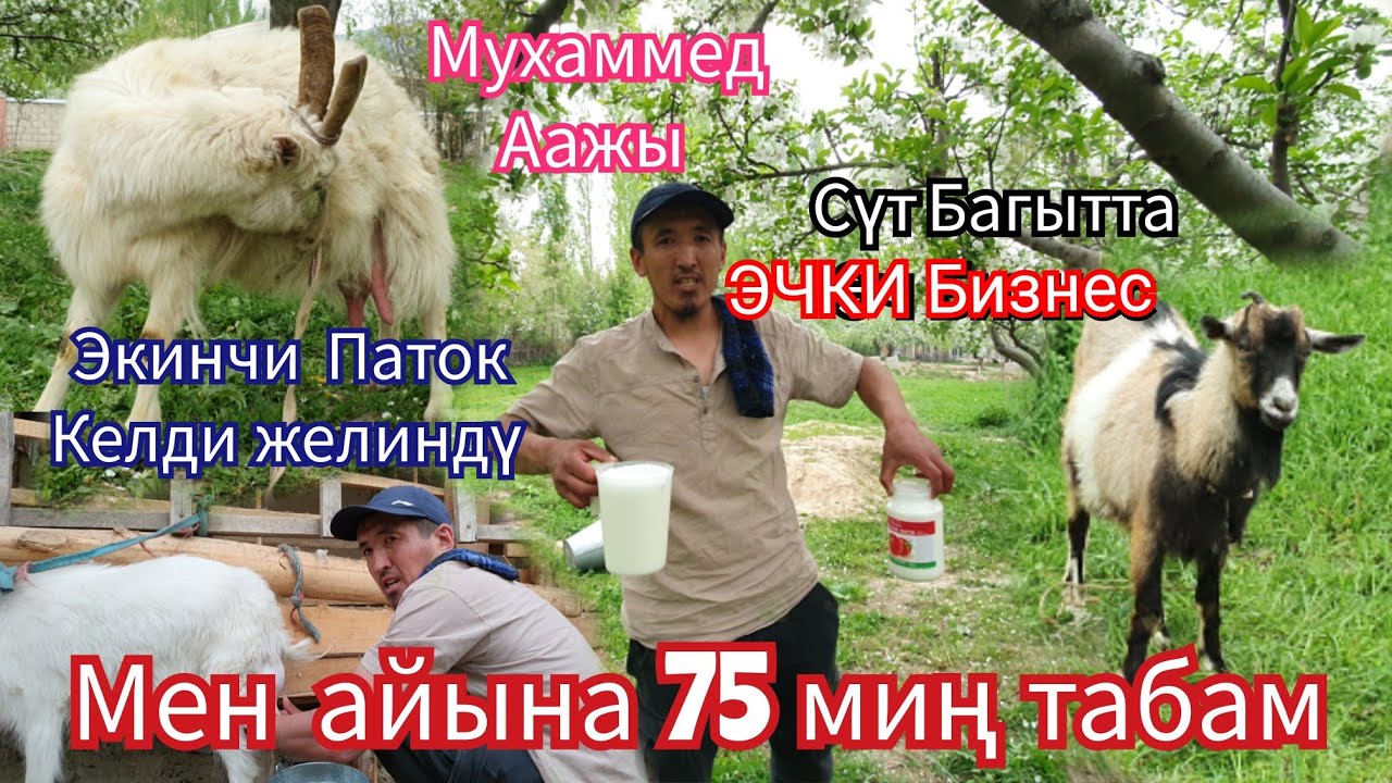 Сүт Багытында Эчки Багып Айына  75  миң сом  Киреше Табам