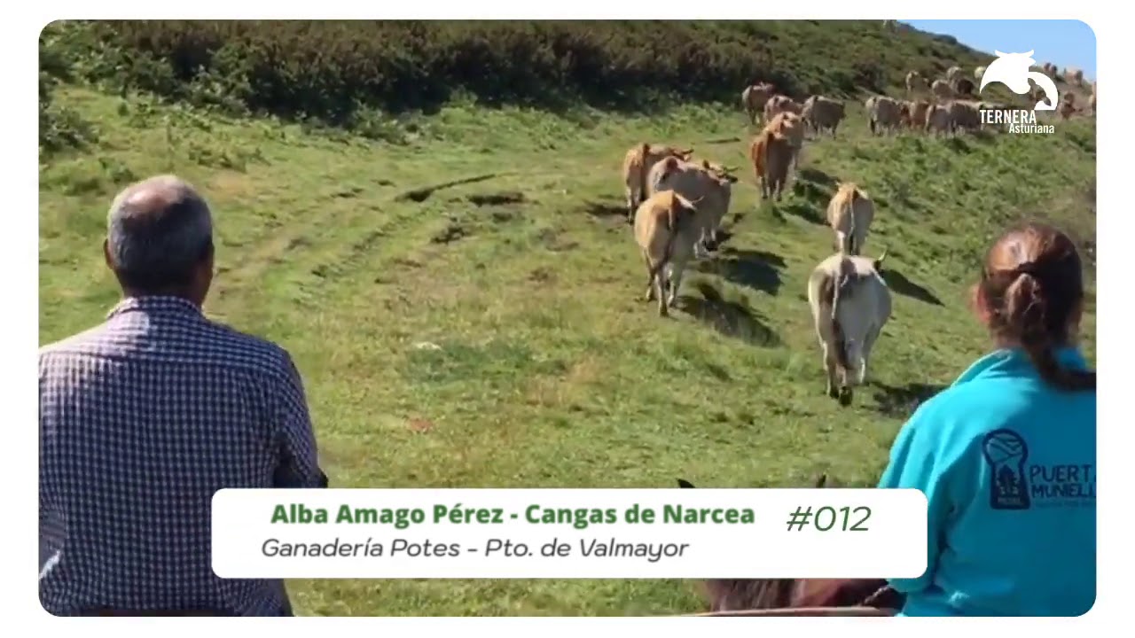 #SubiendoAlPuertu Ganaderia Alba Amago #012