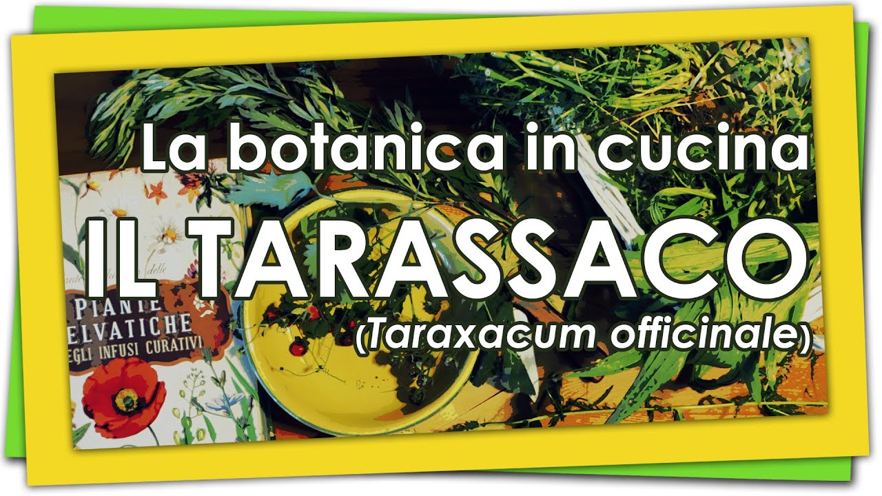 La botanica in cucina - Il tarassaco